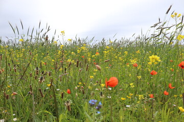 Filed of wild flowers
