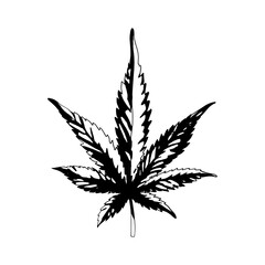  A cannabis leaf isolated on a white background. Black and white marijuana leaf. Ganja is a Rastafarian symbol.Vector 