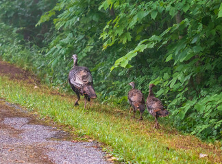 Female wild turkey and two chicks walking in grass