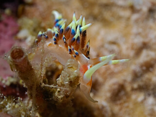 Indian Caloria Aeolid Nudibranch (Caloria indica)