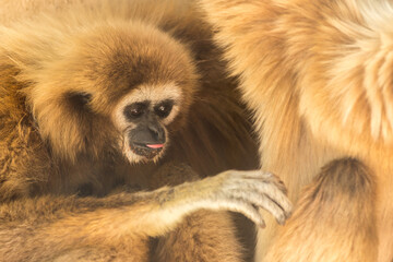 Gibbon a mains blanches