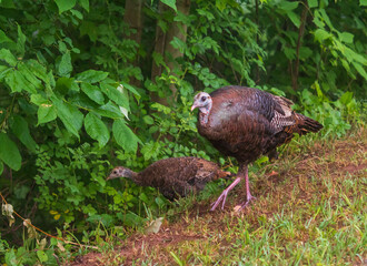 Female wild turkey and one poult walking in the grass