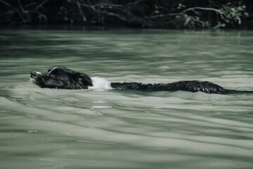 Fototapeta premium Border Collie perro nadando