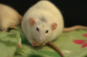 A rat eats a dried banana