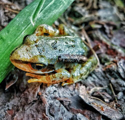Naklejka premium poison dart frog