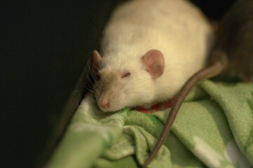 Siamese sleep rat
