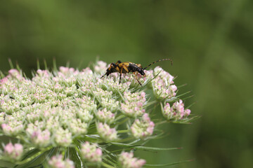Leptura maculata gathering pollen on a white flower