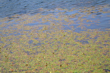 flowers in the water