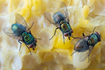 Extreme close up of houseflies eating corn cob