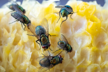 Extreme close up of houseflies eating corn cob