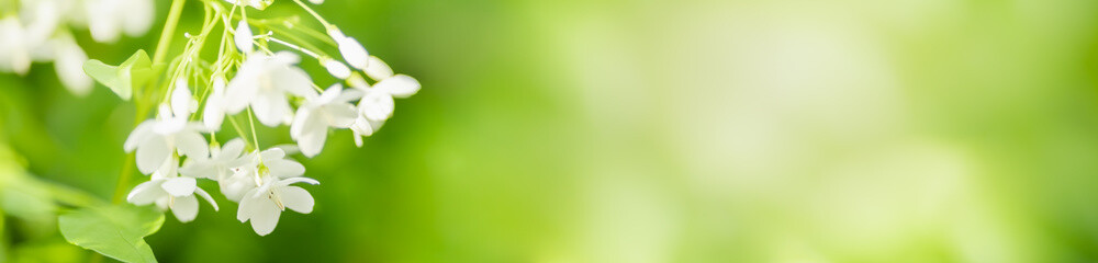 Closeup of nature mini white flower on blurred greenery background under sunlight with bokeh and...