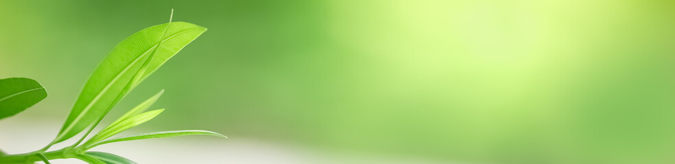 Closeup beautiful attractive nature view of green leaf on blurred greenery background in garden with copy space using as background natural green plants landscape, ecology, fresh cover page concept.