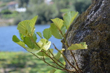 green leaves on a tree