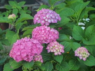 Blooming pink hydrangea buds. Blooming garden flower.