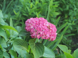 Blooming pink hydrangea buds. Blooming garden flower.