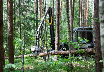 Mechanized logging. Horvest works in the forest. Close-up