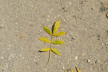 leaf on the ground