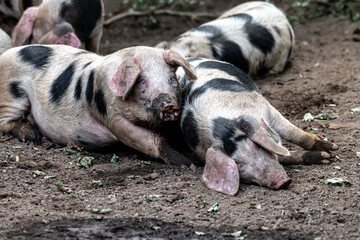 Bentheim Black Pied Pig (Sus scrofa domesticus)