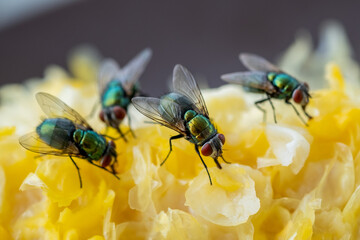 Extreme close up of houseflies