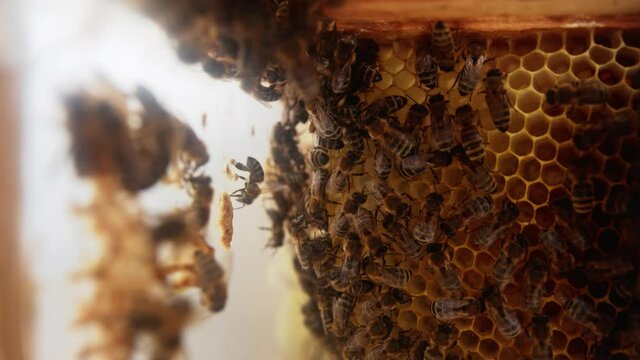 Brood care bees feeding the little larvae to develop new honeybee species. Brood nest. Honeycomb. Beehive. Beekeeping process. Close-up.