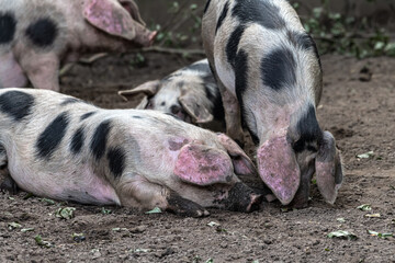 Bentheim Black Pied Pig (Sus scrofa domesticus)