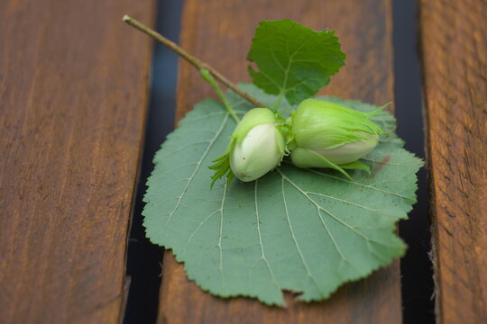 Haselnuss Haselnussbaum Corylus columa Haselbaum Garten Bl&uuml;hen
Reifen Birkengew&auml;chs 

