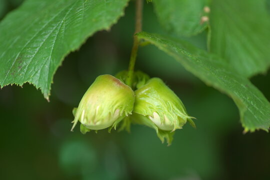 Haselnuss Haselnussbaum Corylus columa Haselbaum Garten Bl&uuml;hen
Reifen Birkengew&auml;chs 

