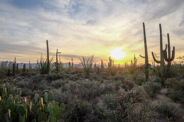 Beautiful desert sunset in Tucson Arizona
