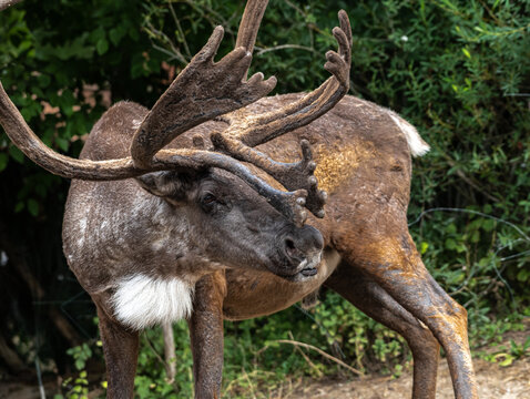 Boreal Woodland Caribou (Rangifer Tarandus Caribou)