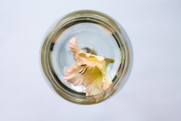 goldfish in a glass