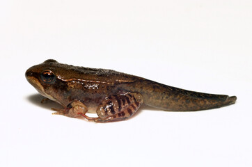 Metamorphosing wood frog on a white background.  It still has its tail, but that will soon be absorbed as it completes metamorphosis. 