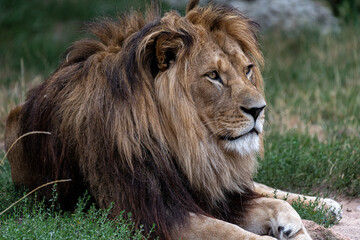 Naklejka na ściany i meble Male Barbary Lion (Panthera leo leo)