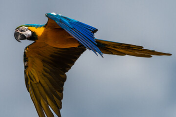 Flying Blue-and-yellow Macaw (Ara ararauna) © Hanjo Hellmann