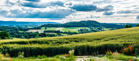 Wheat field growing in a mountainous terrain