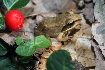 Naklejka premium A small juvenile wood frog (Rana sylvatica). This young frog metamorphosed only a few weeks before. The red fruit and green leaves is part of a Partridge Berry (Mitchella repens) plant.