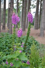 Obraz premium Heimischer Fingerhut blüht im Wald - Digitalis purpurea