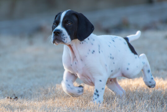 English Pointer puppy very cute
