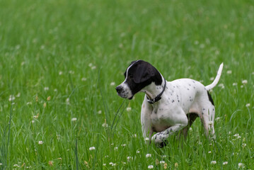 English Pointer bird dog white with black markings