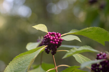 Purple Boysenberry in the springtime