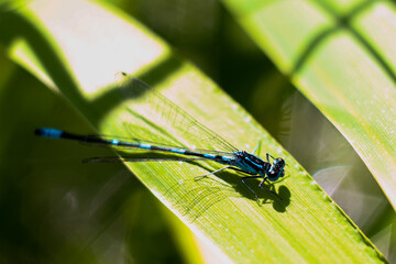 dragonfly on a green leaf