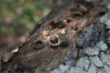 Hickory nut on a log