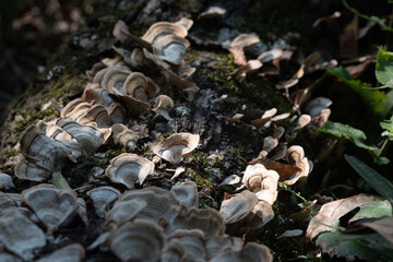 Fungi on a dead tree