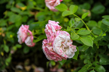 pink rose bush