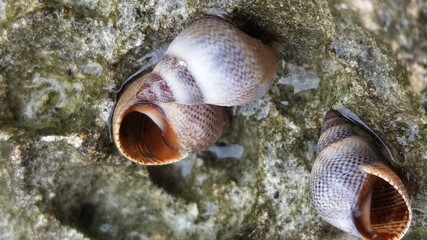 3 Shells by the Beach