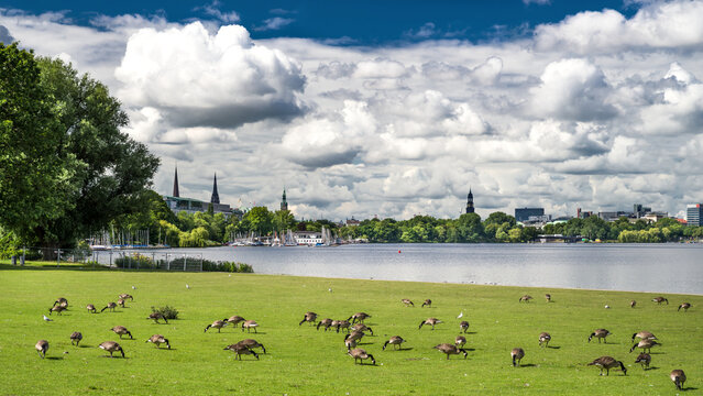 Kanadag&auml;nse auf den Alsterwiesen Hamburg