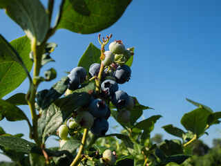 Picking Blueberries on a Warm Summer Morning