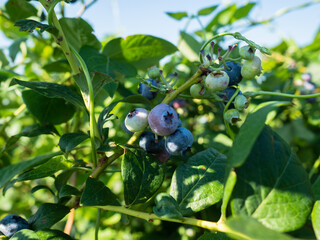 Picking Blueberries on a Warm Summer Morning