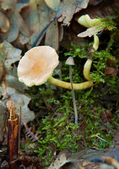 Several mushrooms in the meadow grows in the Extremaduran countryside