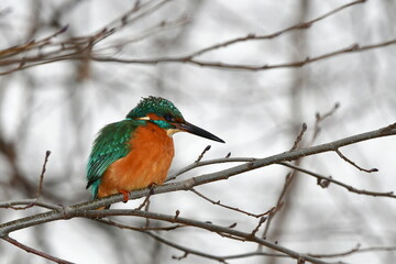 cute kingfisher bird in winter time,i bird area in Czech republic