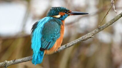 cute kingfisher bird in winter time,i bird area in Czech republic